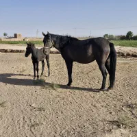 اسب و کره اسب|اسب و تجهیزات اسب‌سواری|سبزوار, ابارش|دیوار