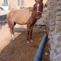 مادیون|اسب و تجهیزات اسبسواری|نیشابور, عطار|دیوار