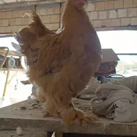 امپراطور برهما گلد