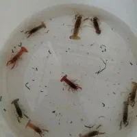 انواع ماهی آکواریوم (سالن تکثیر)|ماهی|تبریز, |دیوار