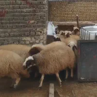 گوسفند سنجابی