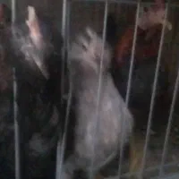 جوجه گلین ی دونه شاخدار|حیوانات مزرعه|بیرجند, |دیوار