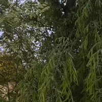 باغ میوه داخل بافت مسکونی