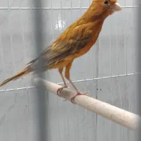 ۲ عدد قناری‌|پرنده|شیراز, شهرک قمشه|دیوار