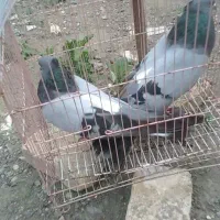 فروش کبوتر جفت سبز ۴۰سانتی