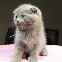 بچه گربه اسکاتیش خرسی|گربه|تهران, تهرانسر مرکزی|دیوار