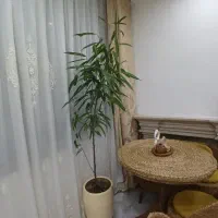گل درختچه ۲متری امستل