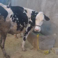 فروش دو راس گاو با گوساله|حیوانات مزرعه|زیلائی, |دیوار