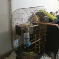 عروس هلندی|پرنده|قرچک, مجتمع گلشهر|دیوار