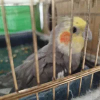 عروس هلندی خونگی|پرنده|هشتگرد, سیف آباد|دیوار