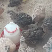 بلدرچین