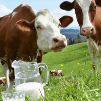 شیر پرچرب حیوانات مزرعه