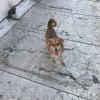 سگ اشپیتز ماده