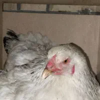 مرغ کرچ دورگه برهما