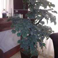 گلدون با گل بلند|گل مصنوعی|ساری, |دیوار