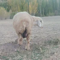 شیشک ۲سال دوقلوزا با جفت بره|حیوانات مزرعه|لاران, |دیوار