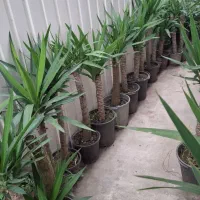 یوکا تنه وچندتا سوکا تنه و بابا ادم و...|گل و گیاه طبیعی|عباسآباد, |دیوار