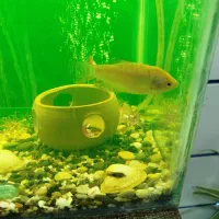 ماهی گورامی|ماهی|قیدار, |دیوار