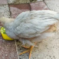 جوجه محلی|حیوانات مزرعه|کازرون, |دیوار