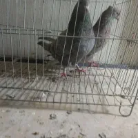 فروش یک جفت کبوتر