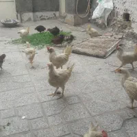 سلام دوستان 12تا جوجه مرغ فروشی
