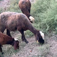 گوسفند و بره|حیوانات مزرعه|سرخنکلاته, |دیوار