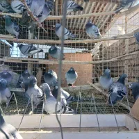 کبوتر پلاکی|پرنده|تهران, ترمینال جنوب|دیوار