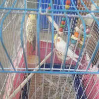 عروس هلندی با قفس معاوضه با سهره یا قناری