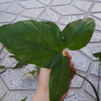 گل های همیشه سبز آپارتمان بدون نور