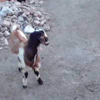 بزغاله نر اصل پاکستانی دوقلو|حیوانات مزرعه|تیکمه داش, |دیوار