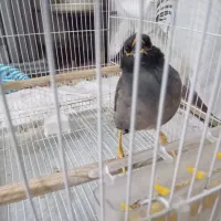 میناسخنگو|پرنده|چناران, |دیوار