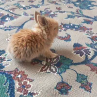 بچهخرگوشلوپ|موش و خرگوش|مشهد, کلاته برفی|دیوار