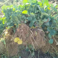 نشاء توتفرنگی ریشە لخت پاروس و نهال انگور|خدمات باغبانی و درختکاری|مریوان, |دیوار