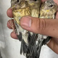 جوجه سره قناری تعداد