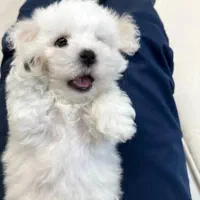 توله سگ لهاساپسو تبتی|سگ|تهران, جنتآباد جنوبی|دیوار