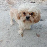 سگ پاکوتاه|سگ|یاسوج, |دیوار