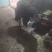 گوساله سیمیتال