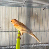 قناری نر و ماده