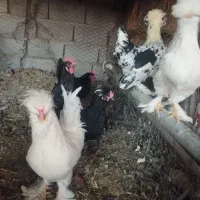 مرغ تزئینی و کرمانشاهی|حیوانات مزرعه|زرند, |دیوار