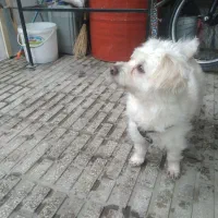 یک عدد سگ ماده گم شده