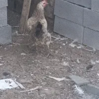 بقلمون  جوجه .مرغ محلی چناران