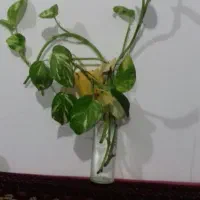 قلمه پتوس بزرگ قلمه گل یخی بزرگ