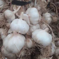سیر|خوردنی و آشامیدنی|مود, |دیوار