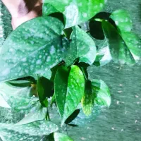 گل  پتوس|گل و گیاه طبیعی|گرگان, |دیوار