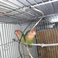 طوطی کوتوله برزیلی