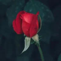 استخدام و همکاری