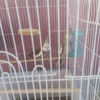 فروش یک جفت عروس هلندی وایت فیس