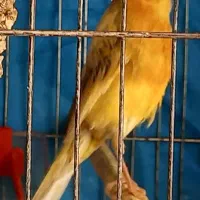 قناری نر مست|پرنده|مبارکه, |دیوار