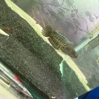 ماهی چانا گلدن کبرا