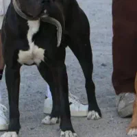 سگ پیتبول نگهبان|سگ|جیرفت, |دیوار